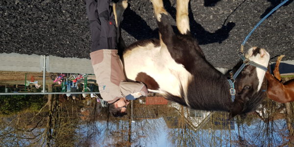 Physiotherapeut behandelt Schulpferde